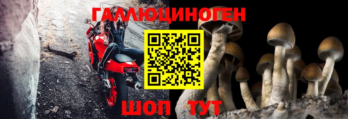Лесной  Галлюциногенные грибы GOLDEN TEACHER  Вход с VPN 